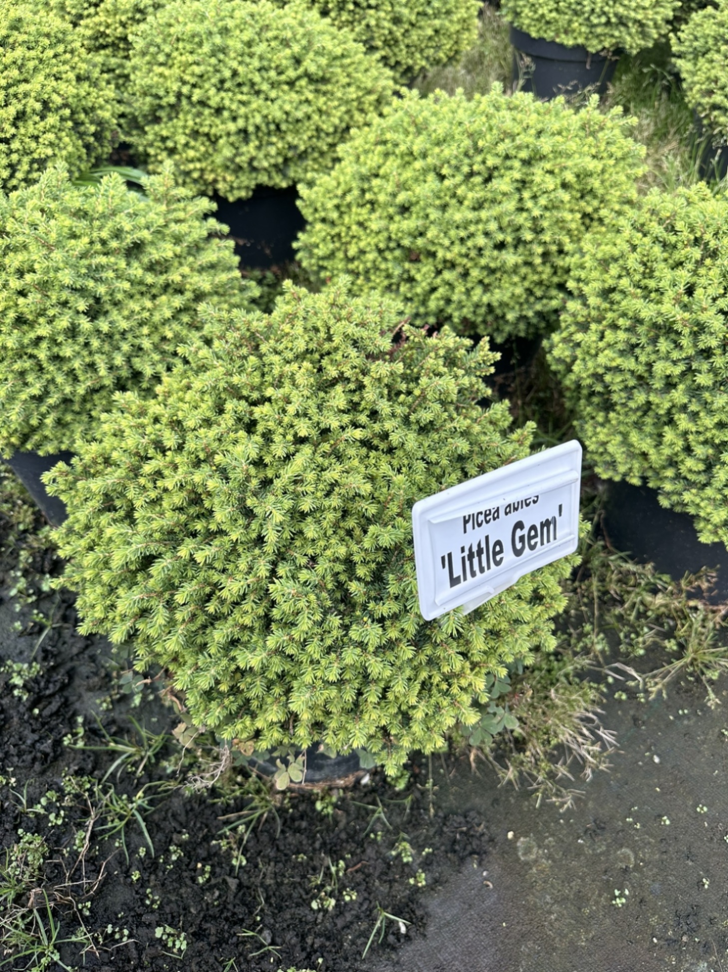 Ель обыкновенная Литтл Гем